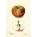 Reproductie van het schilderij Malus domestica Keeskemet - Deborah Griscom Passmore