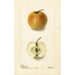 Malus domestica Lewelling Crab - Deborah Griscom Passmore — weergave van het kunstwerk