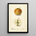 Malus domestica Lewelling Crab - Deborah Griscom Passmore — ingelijst kunstwerk aan de muur