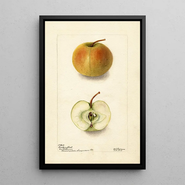 Malus domestica Lewelling Crab - Deborah Griscom Passmore — ingelijst kunstwerk aan de muur