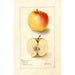Malus domestica Long Stem Sweet - Deborah Griscom Passmore — weergave van het kunstwerk