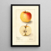 Malus domestica Long Stem Sweet - Deborah Griscom Passmore — ingelijst kunstwerk aan de muur