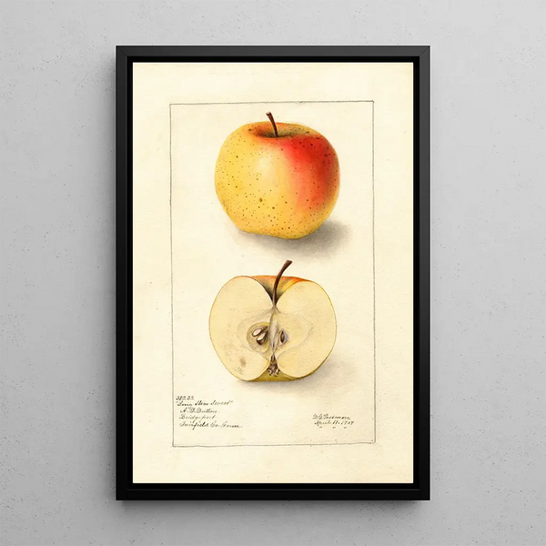Malus domestica Long Stem Sweet - Deborah Griscom Passmore — ingelijst kunstwerk aan de muur