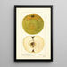 Malus domestica McMillin - Deborah Griscom Passmore — ingelijst kunstwerk aan de muur