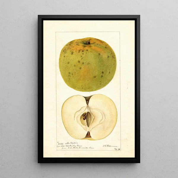 Malus domestica McMillin - Deborah Griscom Passmore — ingelijst kunstwerk aan de muur