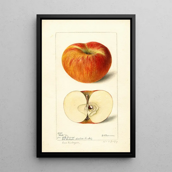 Reproductie van het schilderij Malus domestica Ralls - Deborah Griscom Passmore