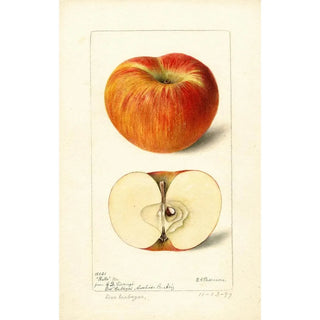 Deborah Griscom Passmore - Malus domestica Ralls.webp