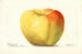 Malus domestica Reinette Gris - Deborah Griscom Passmore — weergave van het kunstwerk