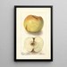 Reproductie van het schilderij Malus domestica Sklanka Bogdanoff - Deborah Griscom Passmore