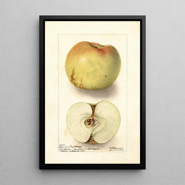 Reproductie van het schilderij Malus domestica Sklanka Bogdanoff - Deborah Griscom Passmore