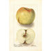 Reproductie van het schilderij Malus domestica Sklanka Bogdanoff - Deborah Griscom Passmore