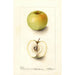 Malus domestica Spohr - Deborah Griscom Passmore — weergave van het kunstwerk