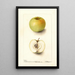 Malus domestica Spohr - Deborah Griscom Passmore — ingelijst kunstwerk aan de muur