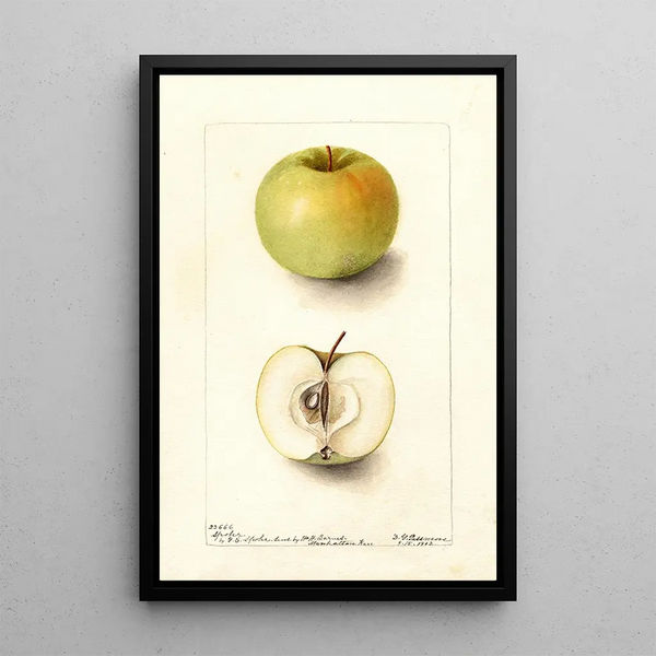 Malus domestica Spohr - Deborah Griscom Passmore — ingelijst kunstwerk aan de muur