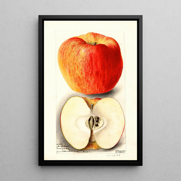 Reproductie van het schilderij Malus domestica Spokane - Deborah Griscom Passmore