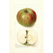 Malus domestica Summer Rambo - Deborah Griscom Passmore — weergave van het kunstwerk