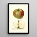 Malus domestica Summer Rambo - Deborah Griscom Passmore — ingelijst kunstwerk aan de muur