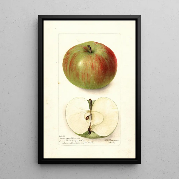 Malus domestica Summer Rambo - Deborah Griscom Passmore — ingelijst kunstwerk aan de muur