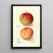 Reproductie van het schilderij Malus domestica Wealthy - Deborah Griscom Passmore