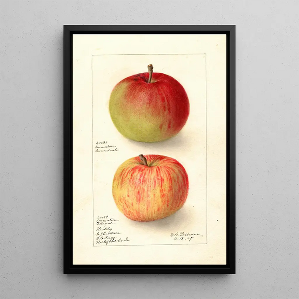Reproductie van het schilderij Malus domestica Wealthy - Deborah Griscom Passmore
