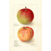 Reproductie van het schilderij Malus domestica Wealthy - Deborah Griscom Passmore