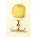Malus domestica White Pippin - Deborah Griscom Passmore — weergave van het kunstwerk