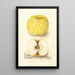 Malus domestica White Pippin - Deborah Griscom Passmore — ingelijst kunstwerk aan de muur