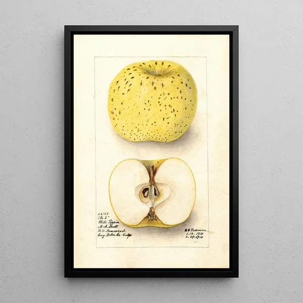 Malus domestica White Pippin - Deborah Griscom Passmore — ingelijst kunstwerk aan de muur