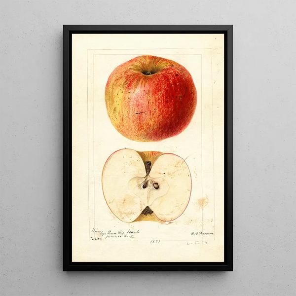 Reproductie van het schilderij Malus domestica Wine - Deborah Griscom Passmore