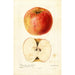 Reproductie van het schilderij Malus domestica Wine - Deborah Griscom Passmore