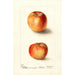 Malus domestica Winesap - Deborah Griscom Passmore | Schilderij — weergave van het kunstwerk