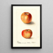 Malus domestica Winesap - Deborah Griscom Passmore | Schilderij — ingelijst kunstwerk aan de muur