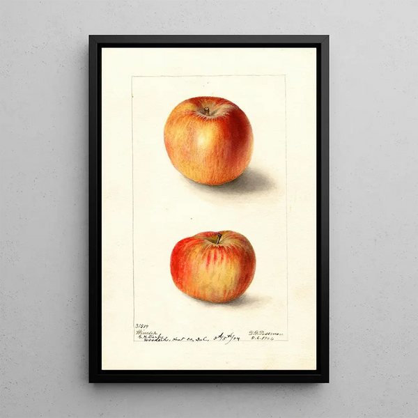 Malus domestica Winesap - Deborah Griscom Passmore | Schilderij — ingelijst kunstwerk aan de muur
