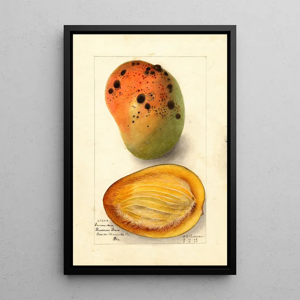 Reproductie van het schilderij Mangifera indica Ennuria - Deborah Griscom Passmore