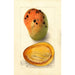 Reproductie van het schilderij Mangifera indica Ennuria - Deborah Griscom Passmore