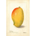 Mangifera indica General Gordon - Deborah Griscom Passmore — weergave van het kunstwerk