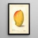 Mangifera indica General Gordon - Deborah Griscom Passmore — ingelijst kunstwerk aan de muur