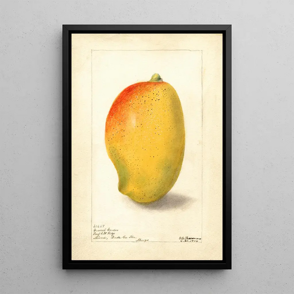 Mangifera indica General Gordon - Deborah Griscom Passmore — ingelijst kunstwerk aan de muur