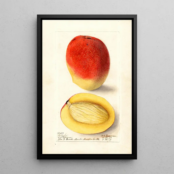 Mangifera indica Mulgoba - Deborah Griscom Passmore — ingelijst kunstwerk aan de muur
