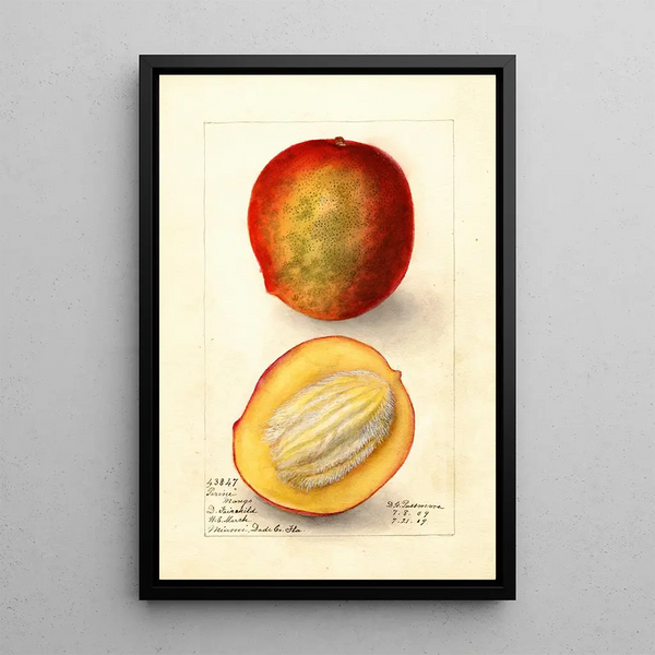 Reproductie van het schilderij Mangifera indica Perrine - Deborah Griscom Passmore