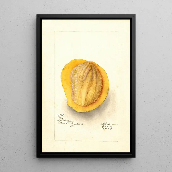 Reproductie van het schilderij Mangifera indica Peters - Deborah Griscom Passmore