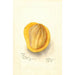 Reproductie van het schilderij Mangifera indica Peters - Deborah Griscom Passmore
