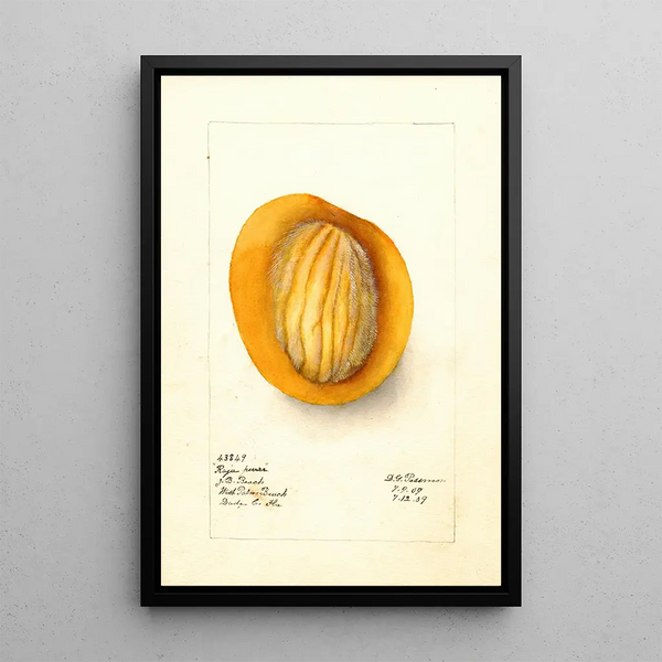 Reproductie van het schilderij Mangifera indica Raja Purra - Deborah Griscom Passmore