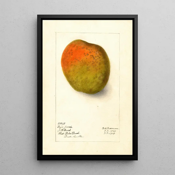 Reproductie van het schilderij Mangifera indica Raja Purri - Deborah Griscom Passmore