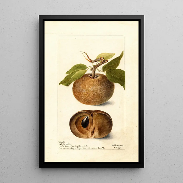 Reproductie van het schilderij Manilkara zapota - Deborah Griscom Passmore