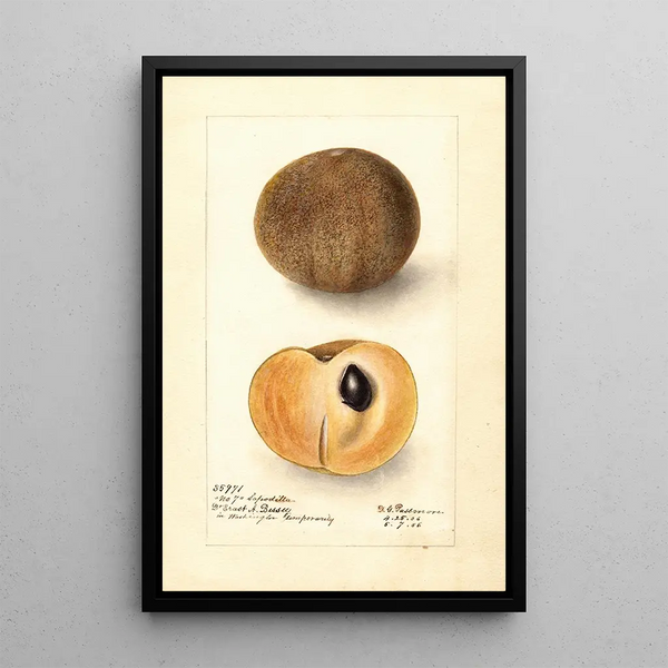 Manilkara zapota No - Deborah Griscom Passmore — ingelijst kunstwerk aan de muur
