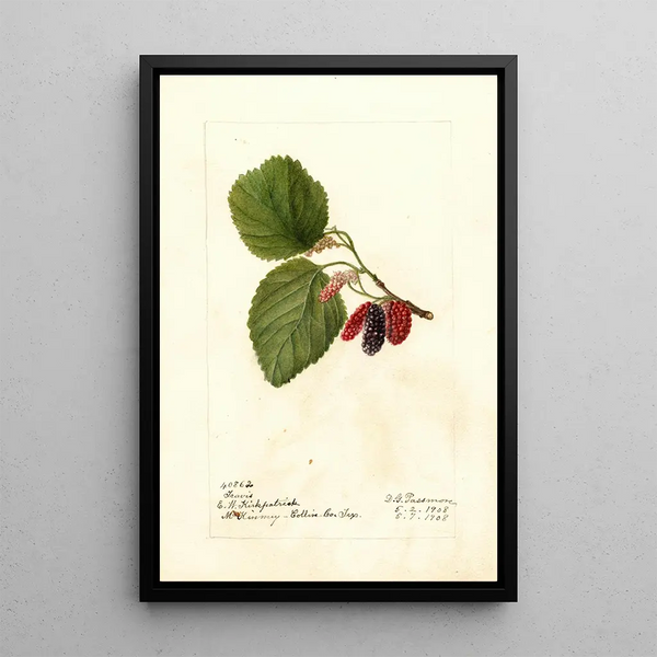 Morus Travis - Deborah Griscom Passmore — ingelijst kunstwerk aan de muur