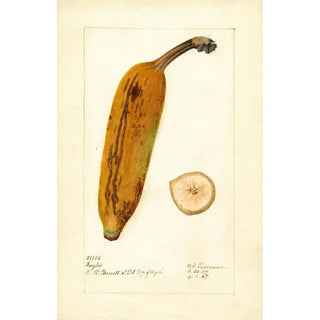 Deborah Griscom Passmore - Musa Ingles.webp