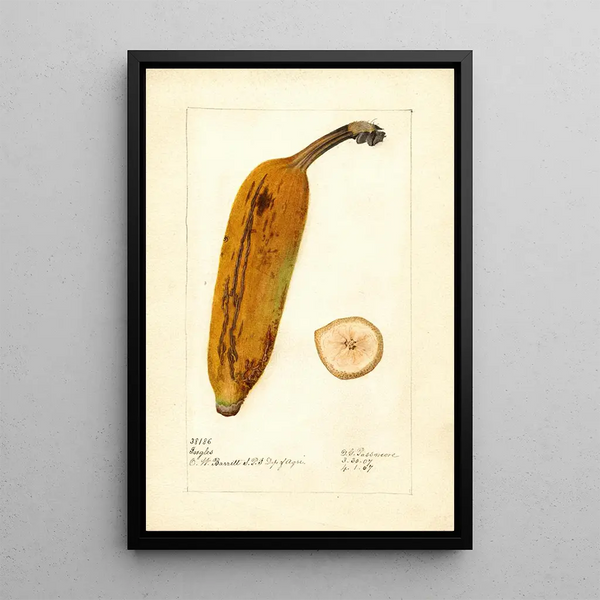 Musa Ingles - Deborah Griscom Passmore — ingelijst kunstwerk aan de muur
