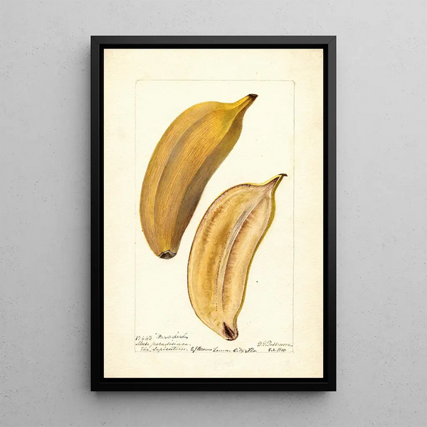 Reproductie van het schilderij Musa Paradise - Deborah Griscom Passmore
